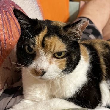 さくらねこから家猫に