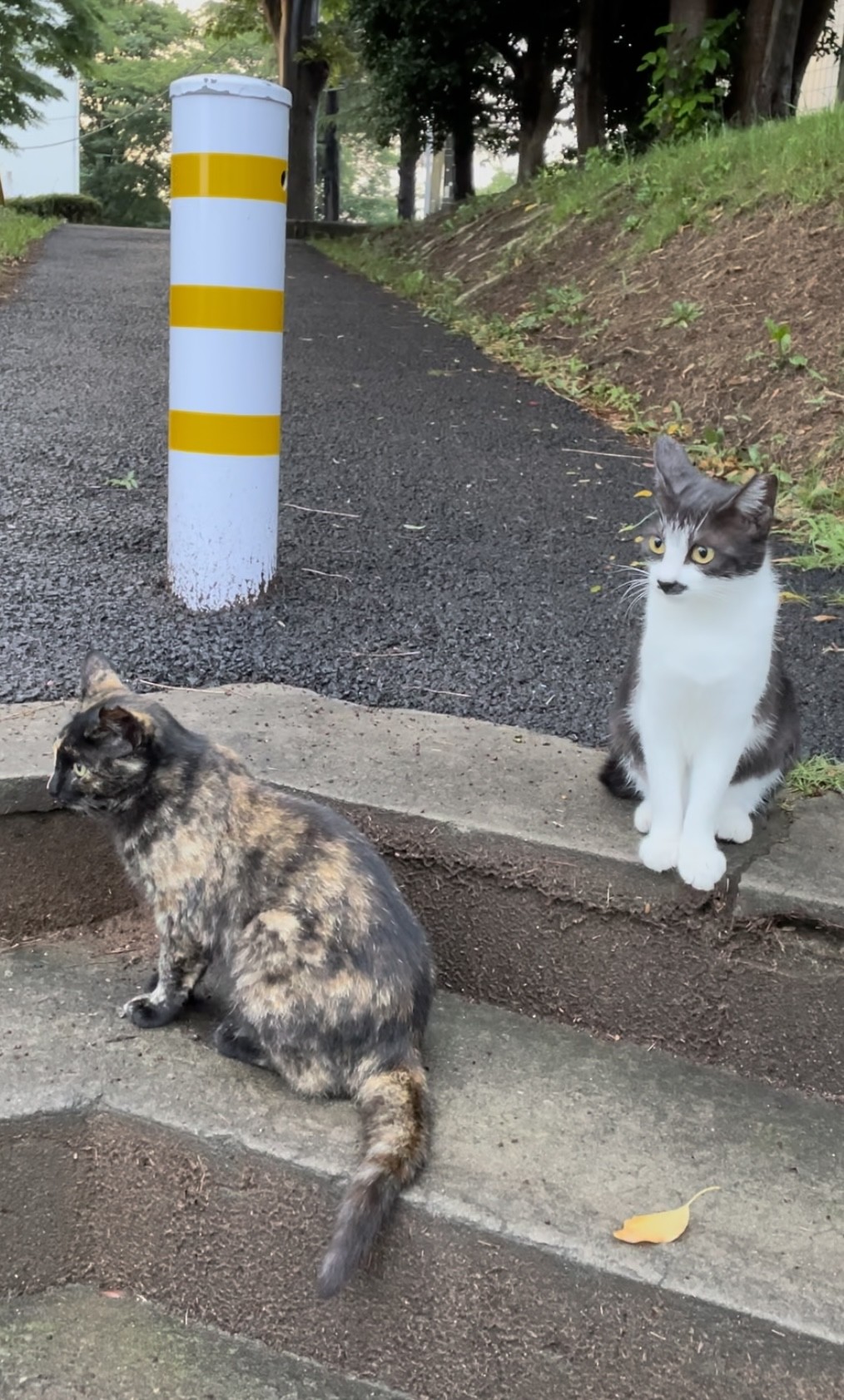 団地で産まれた姉妹