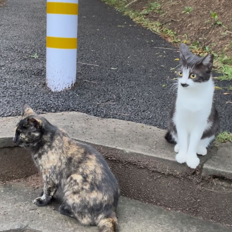 団地で産まれた姉妹