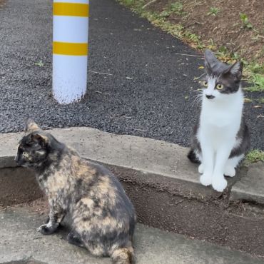 団地で産まれた姉妹