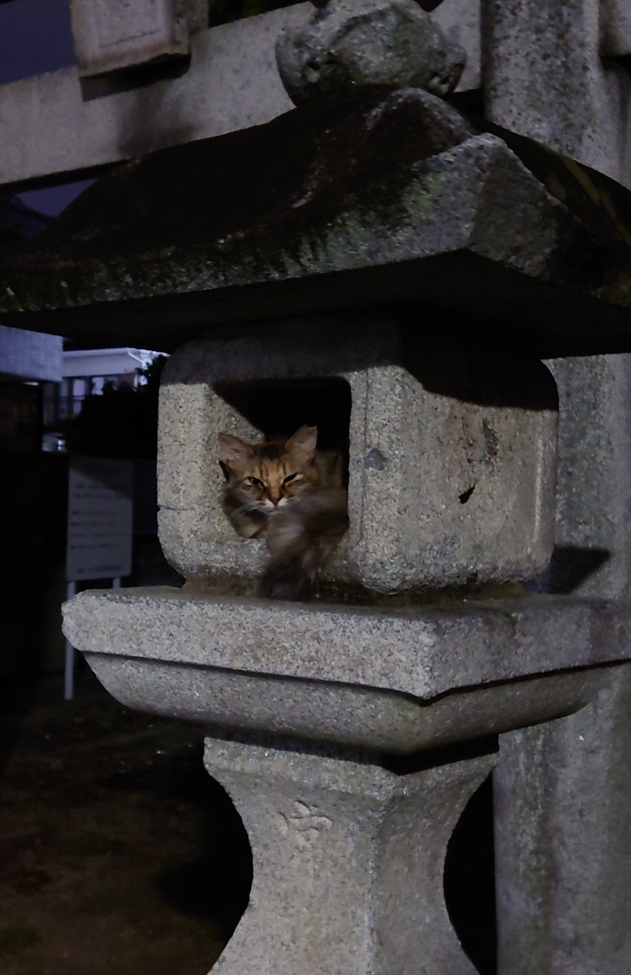 灯籠さくらねこ