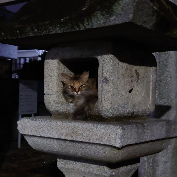 灯籠さくらねこ