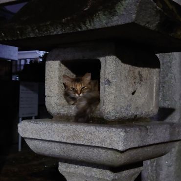 灯籠さくらねこ