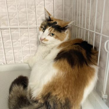 取り残された三毛猫、ウメちゃん
