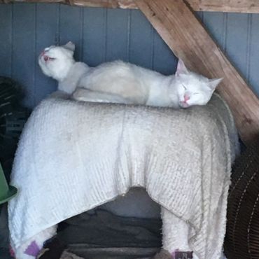 夢の中