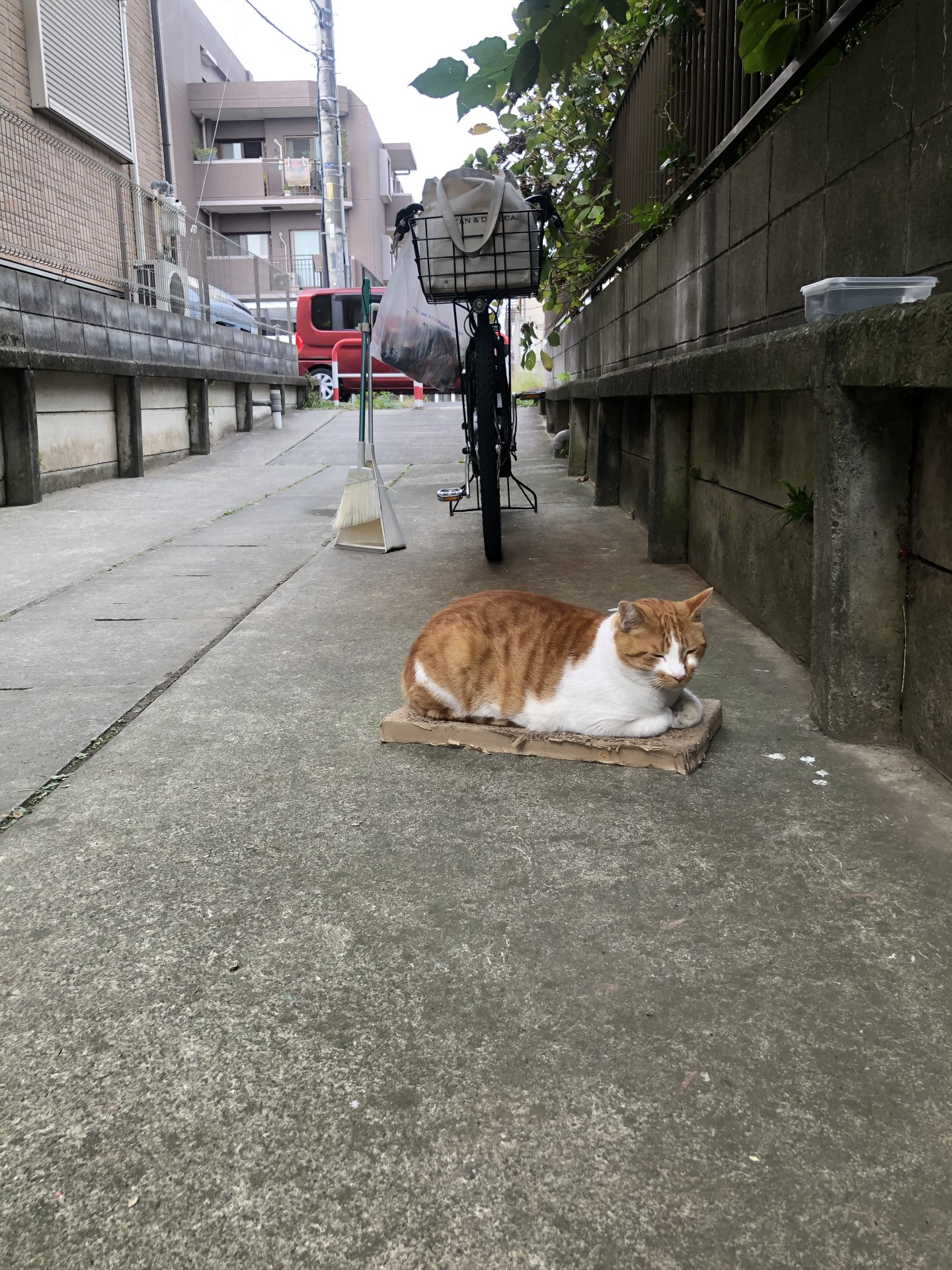 今はおうち猫！