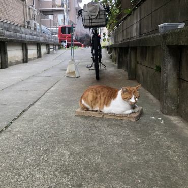 今はおうち猫！