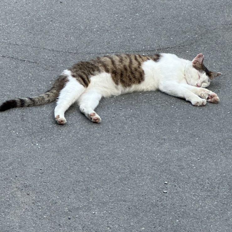 のらのんびり