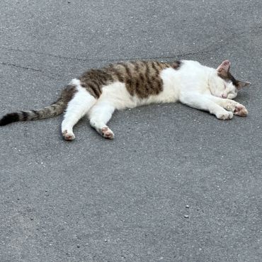 のらのんびり