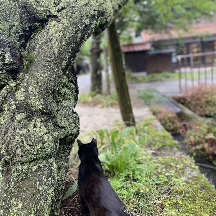 桜通りのさくらねこ