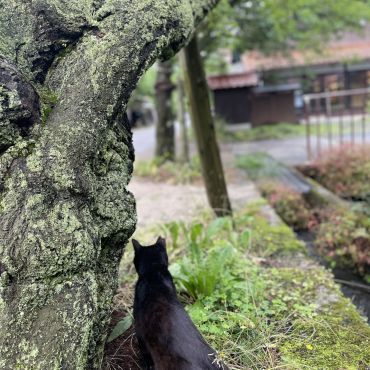 桜通りのさくらねこ