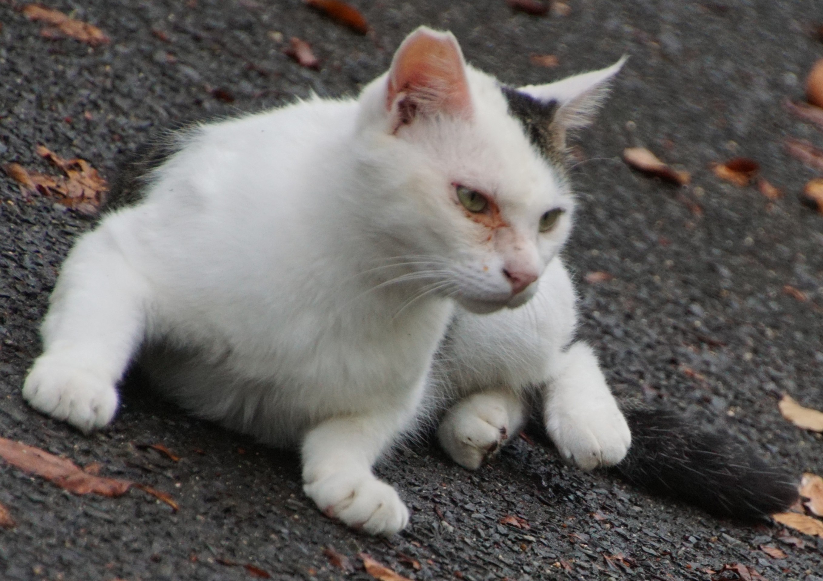飼い猫から捨て猫に・・