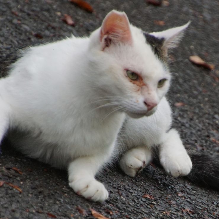 飼い猫から捨て猫に・・