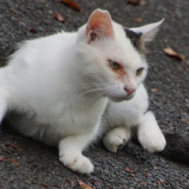 飼い猫から捨て猫に・・