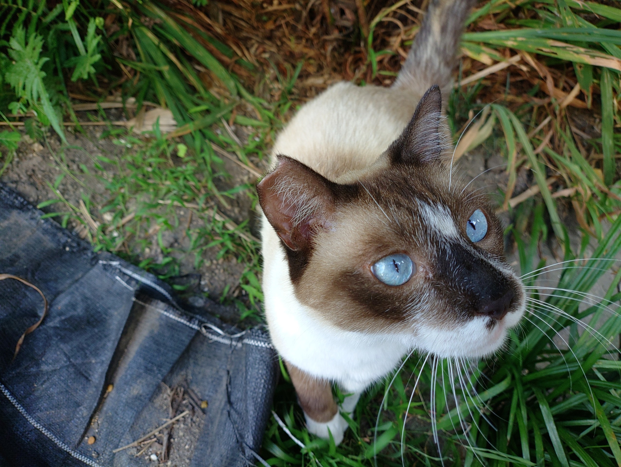庭のさくらねこ