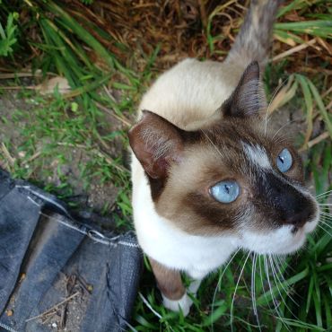 庭のさくらねこ