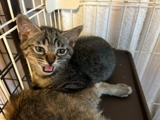 保護されたばかりで不安の鳴き
