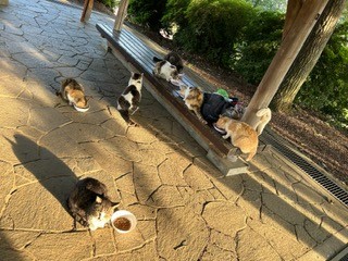 朝ごはんだニャン