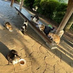 朝ごはんだニャン