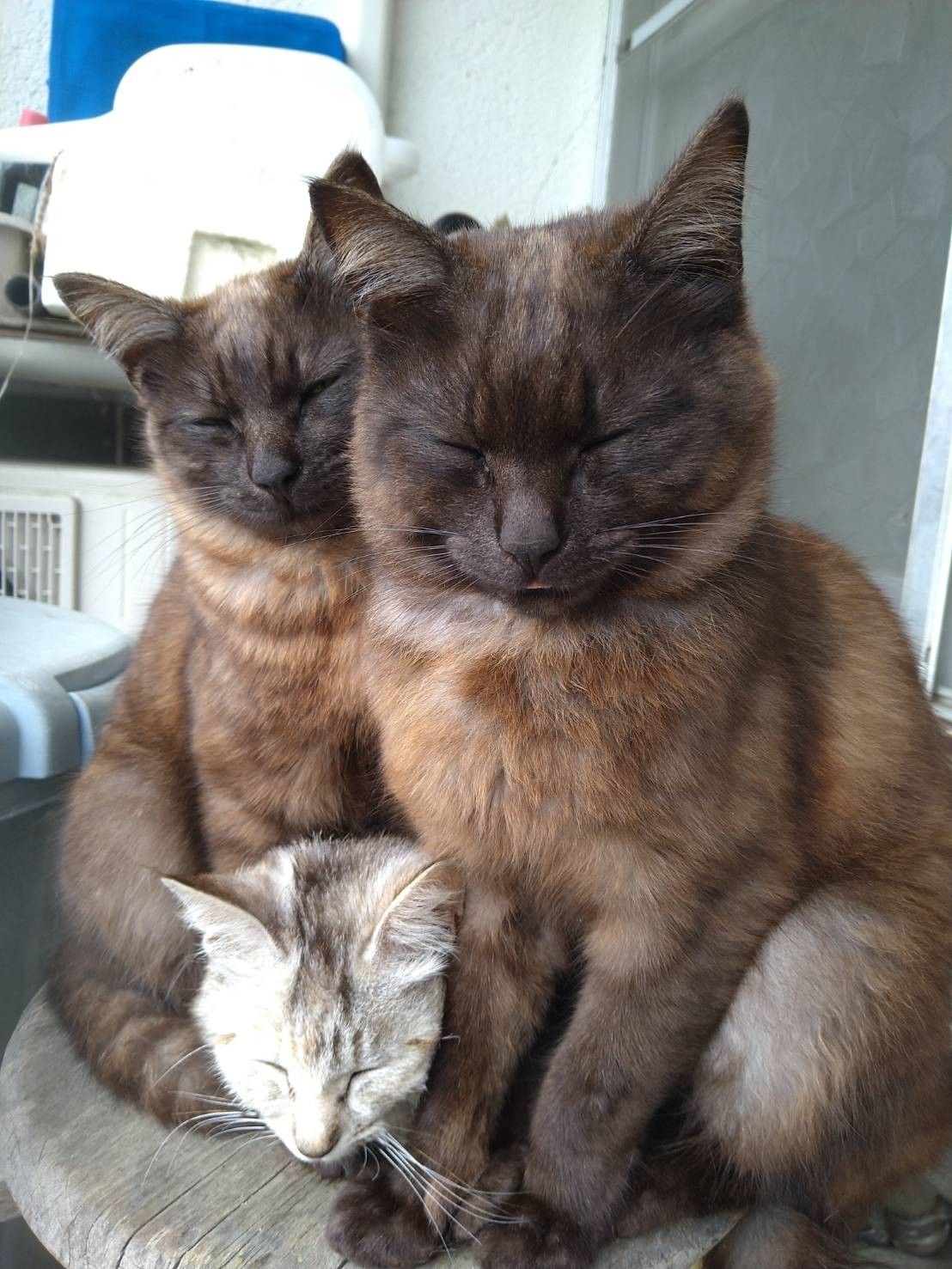 3兄妹