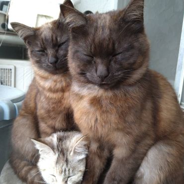 3兄妹