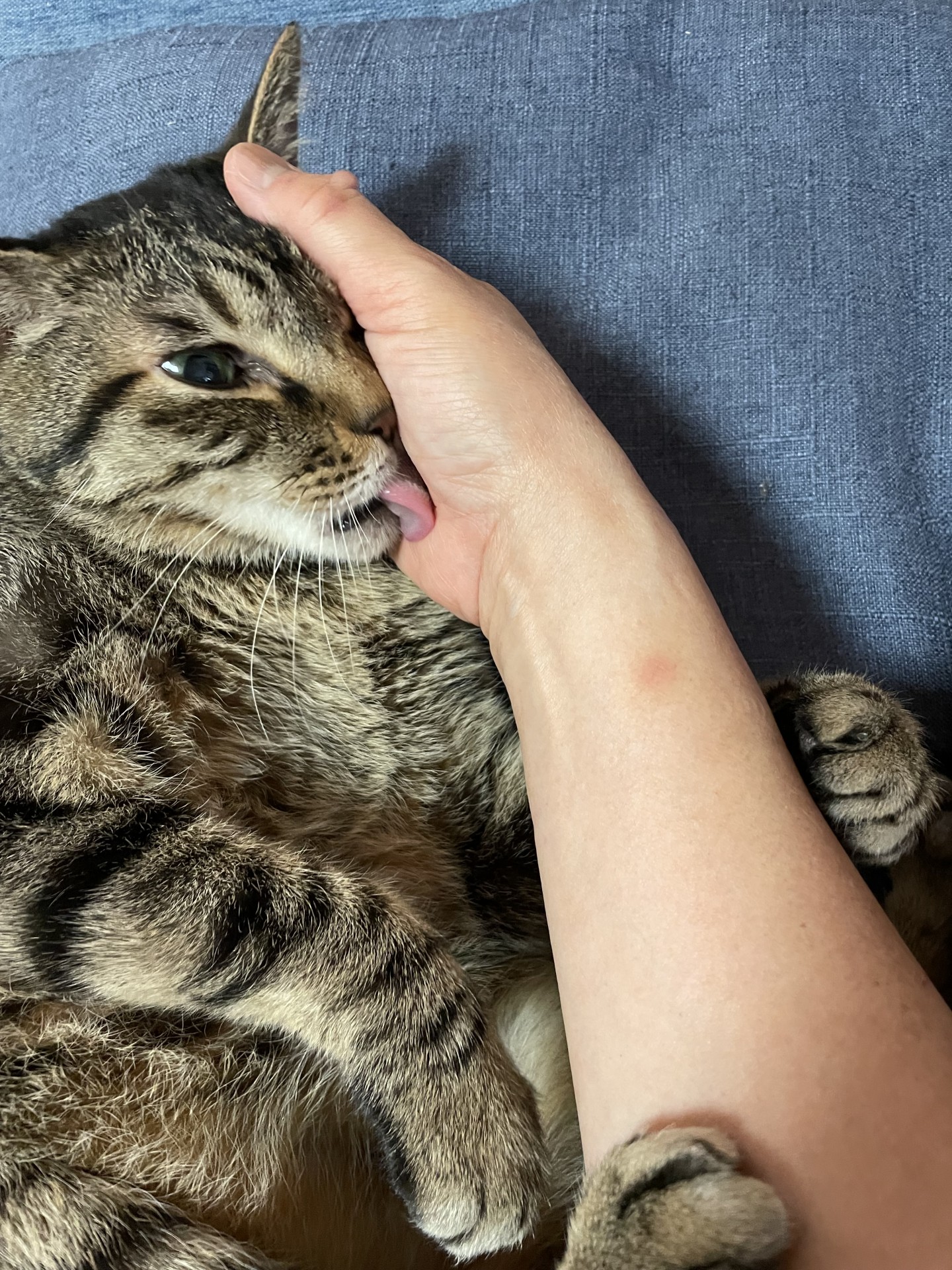 いのちつないだ