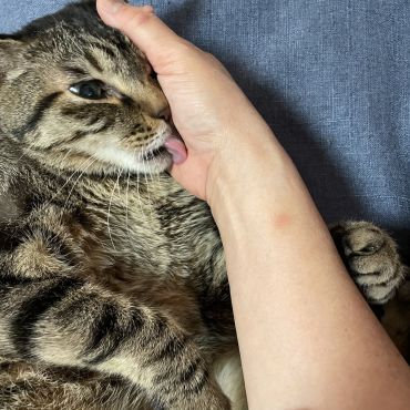 いのちつないだ