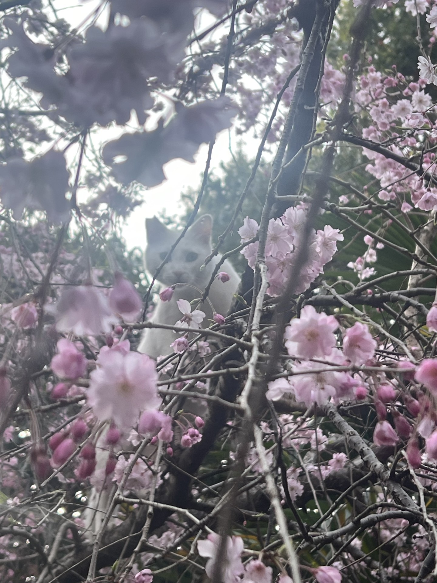 桜とさくらねこ🌸