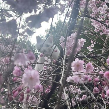 桜とさくらねこ🌸
