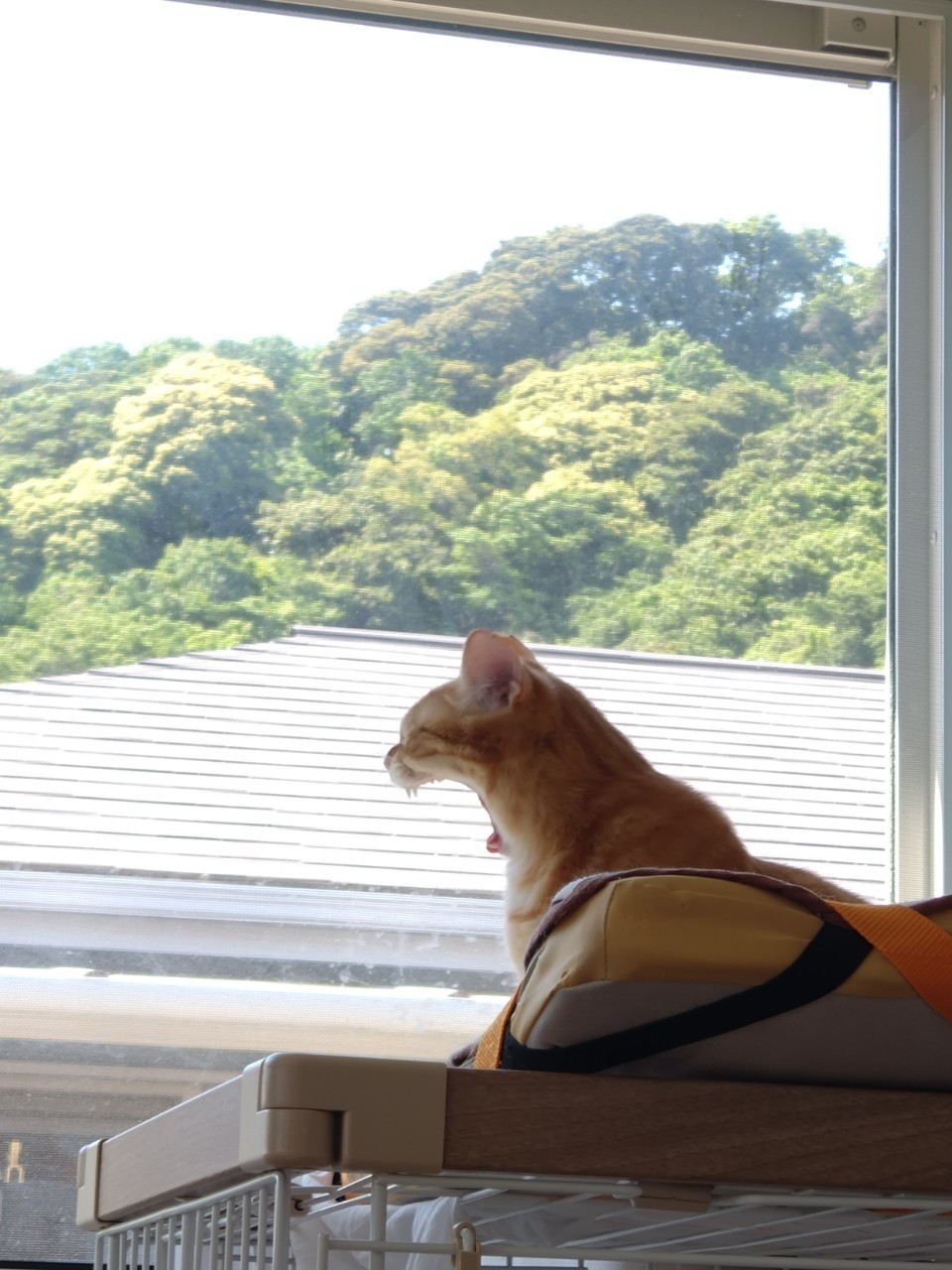 ガオーッ