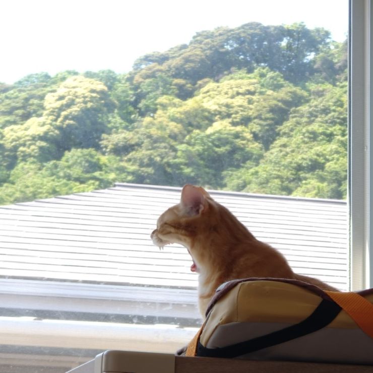 ガオーッ