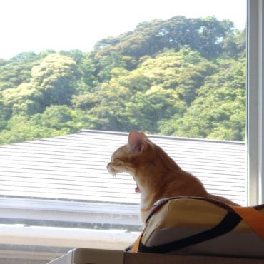 ガオーッ