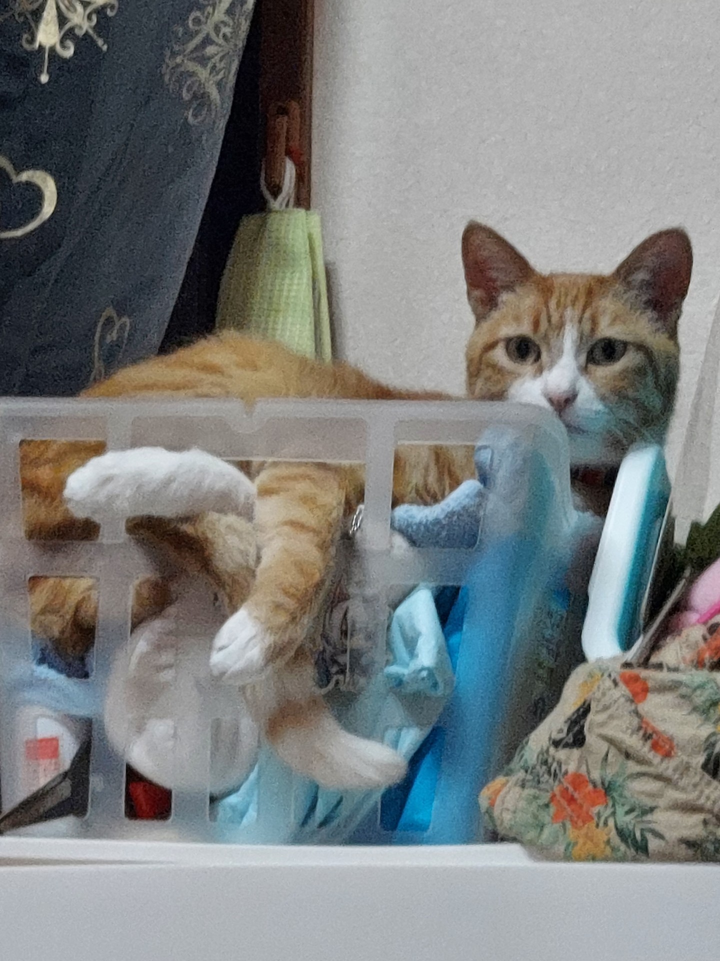 カゴでくつろぐチロル