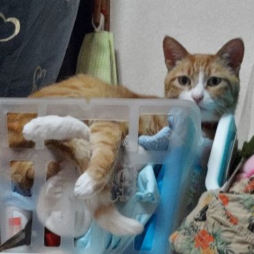 カゴでくつろぐチロル
