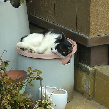 今はふかふかベッドなんだよ！