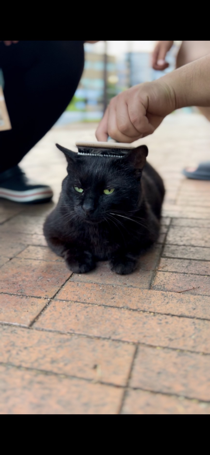 もう一度人を信じた猫