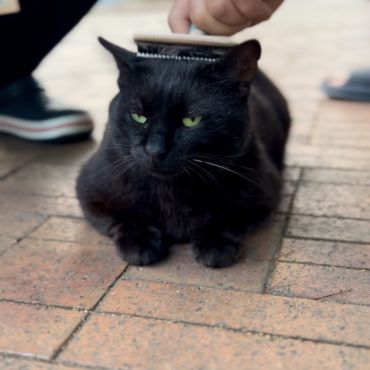 もう一度人を信じた猫