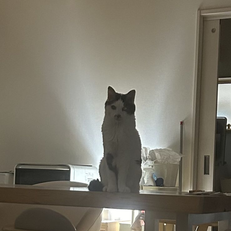 猫神様