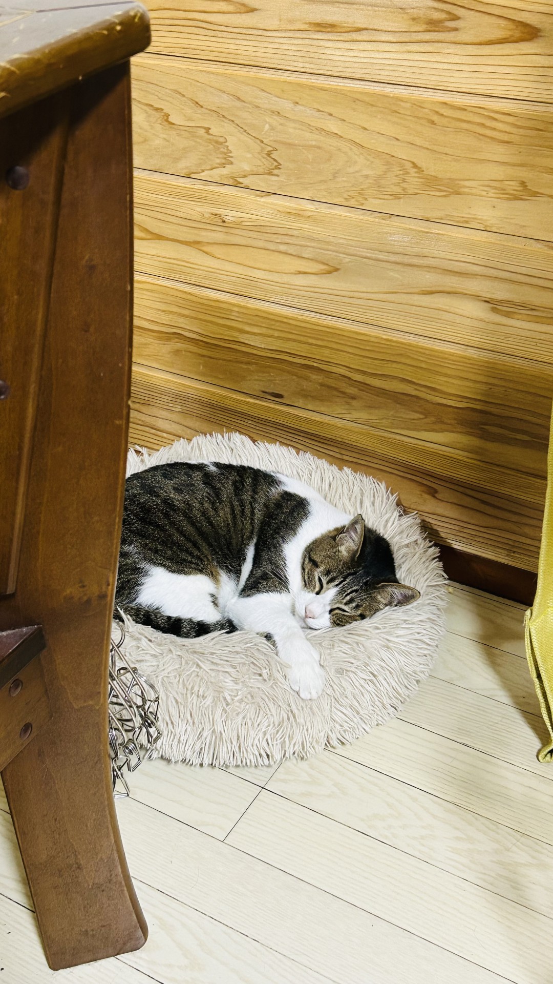やっと家族だ！