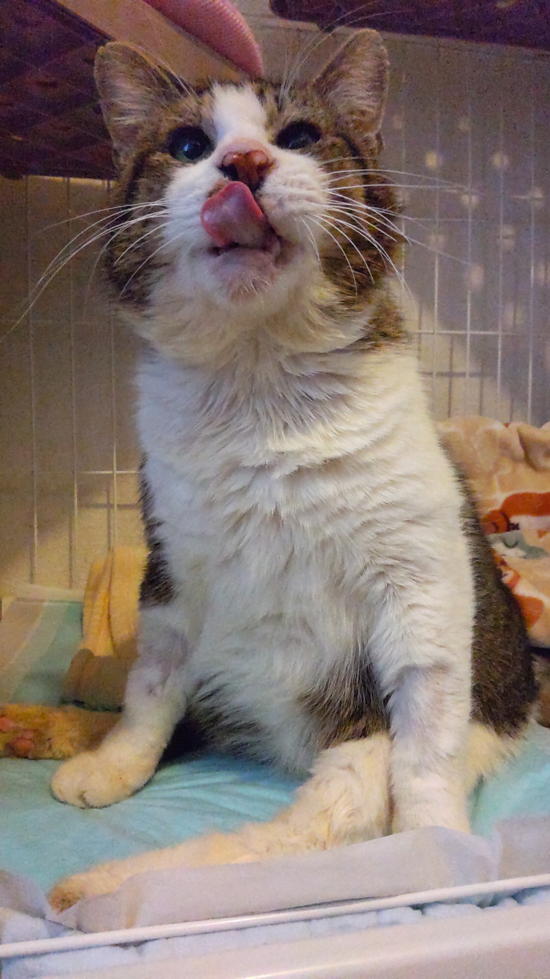 ゴチでした!!