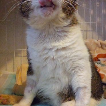 ゴチでした!!