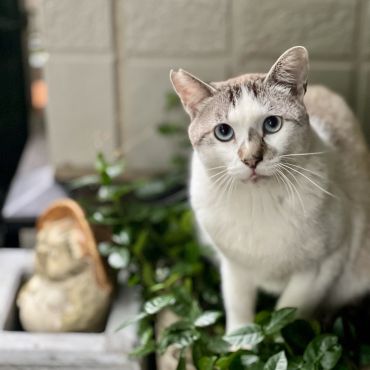ぼくを見て、かわいい！きれいな目！コアラちゃんみたいでかわいい。と評判いいんです。