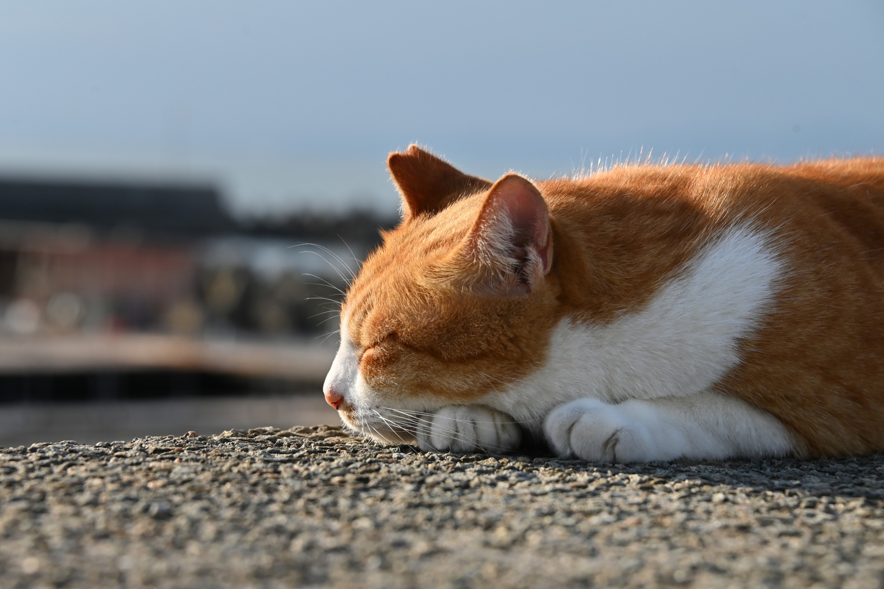 うたた寝