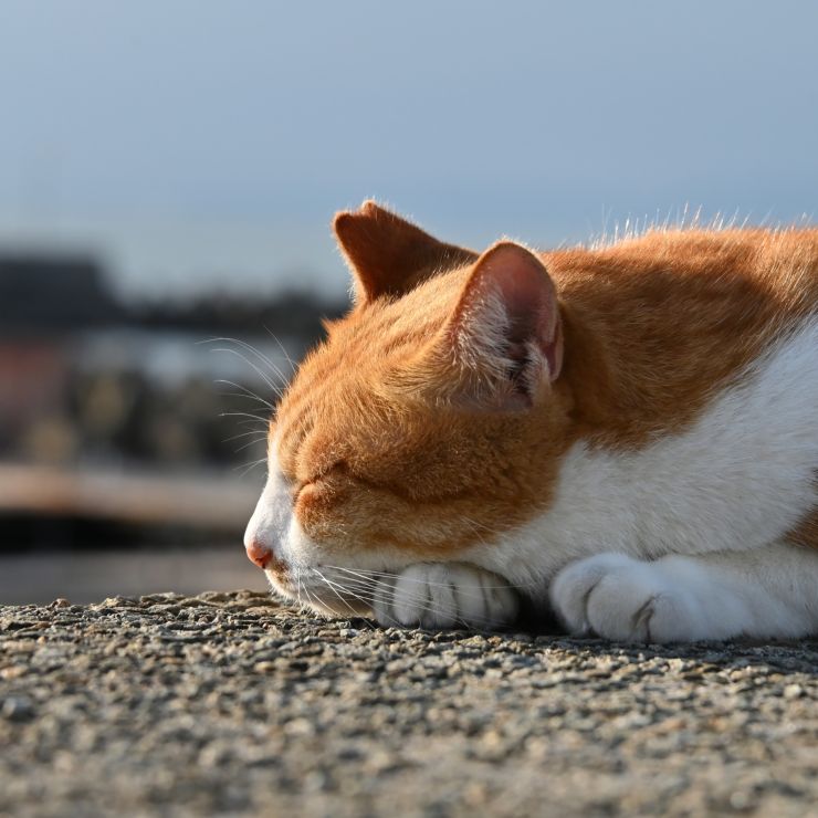 うたた寝