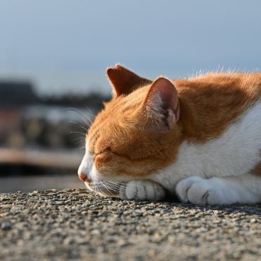 うたた寝