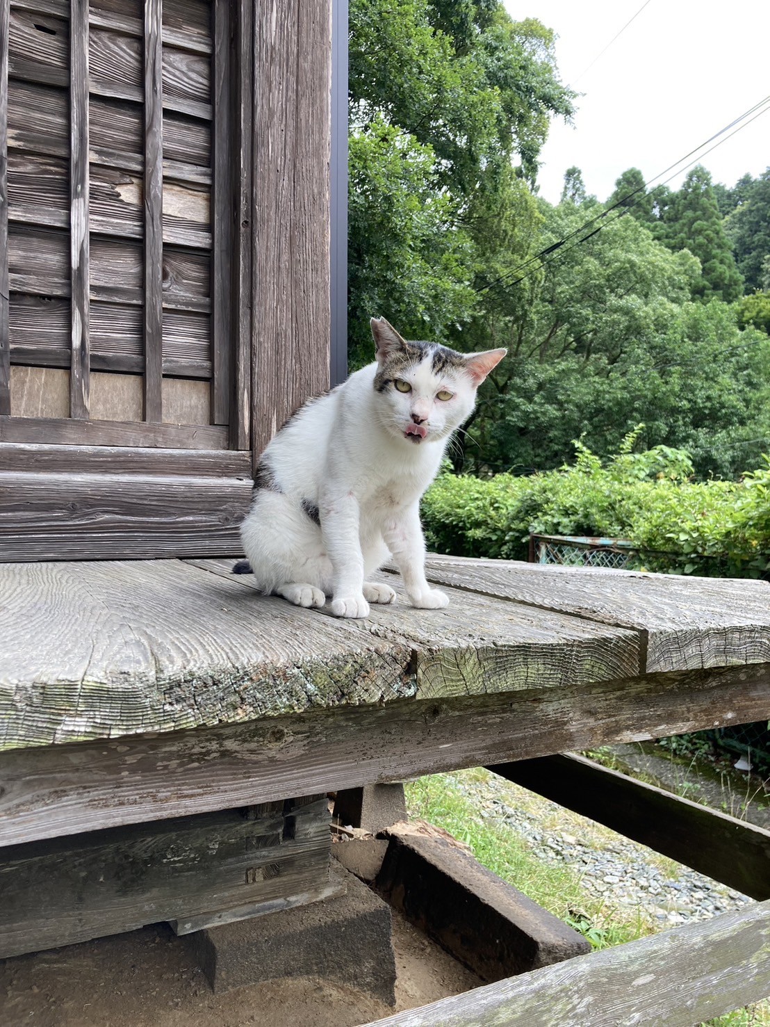 神社の神猫ですにゃ