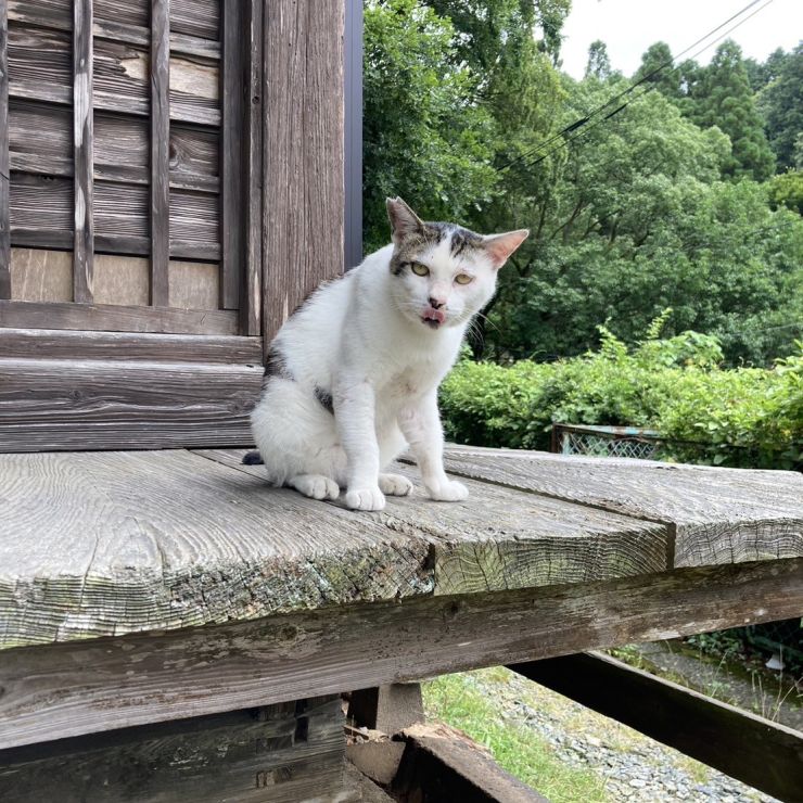 神社の神猫ですにゃ