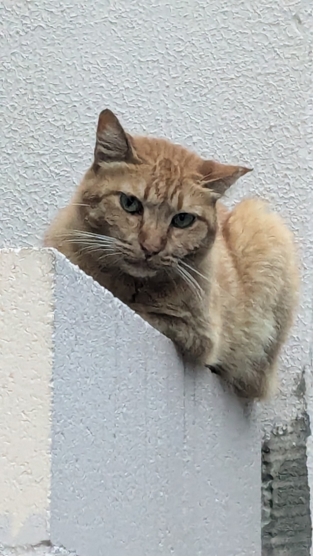 いつも見守ってるニャン