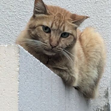いつも見守ってるニャン