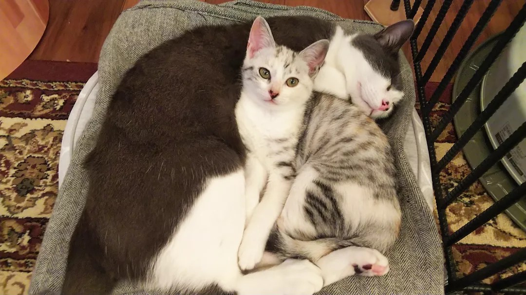 いのちつないだ